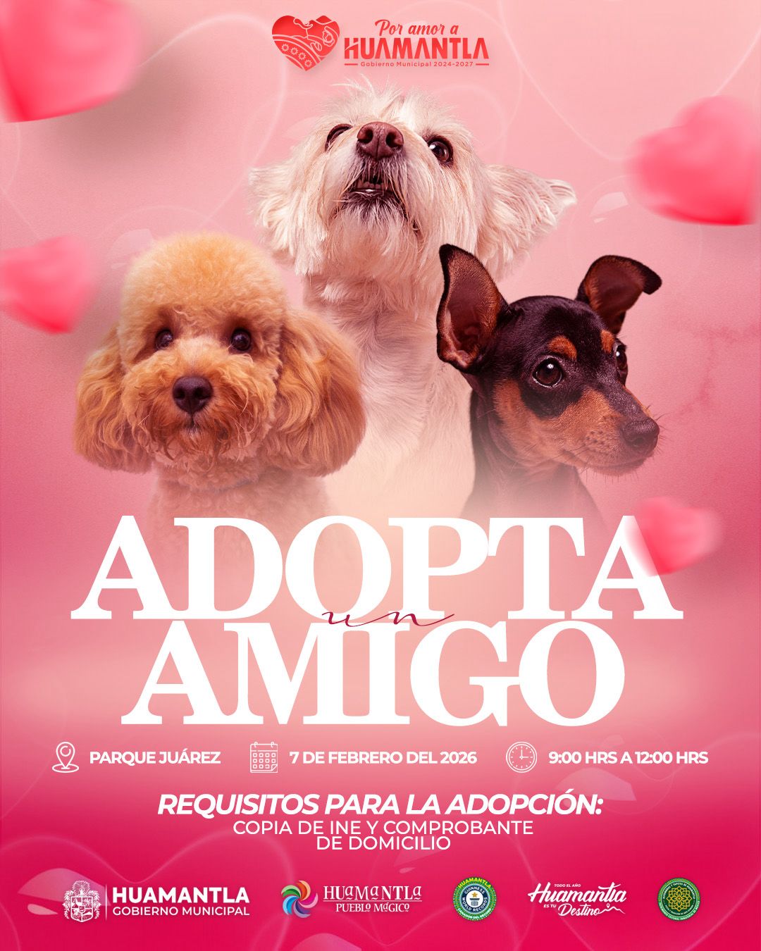 Invita Ayuntamiento de Huamantla a sumarse a la campaña de adopción canina y felina 'Adopta un amigo'